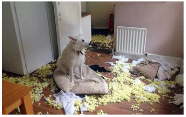 為什么不買保險(xiǎn)就不讓養(yǎng)狗？