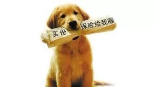 寵物保險怎么挑選？有寵物的你確定不了解一下？