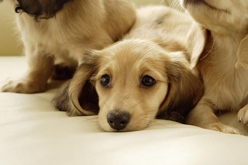 寵物保險怎么挑選？有寵物的你確定不了解一下？