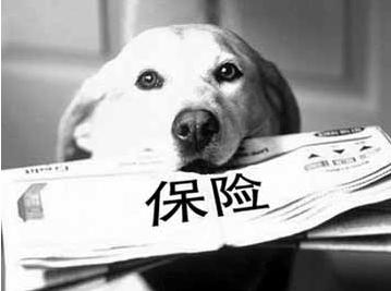 寵物保險怎么挑選？有寵物的你確定不了解一下？